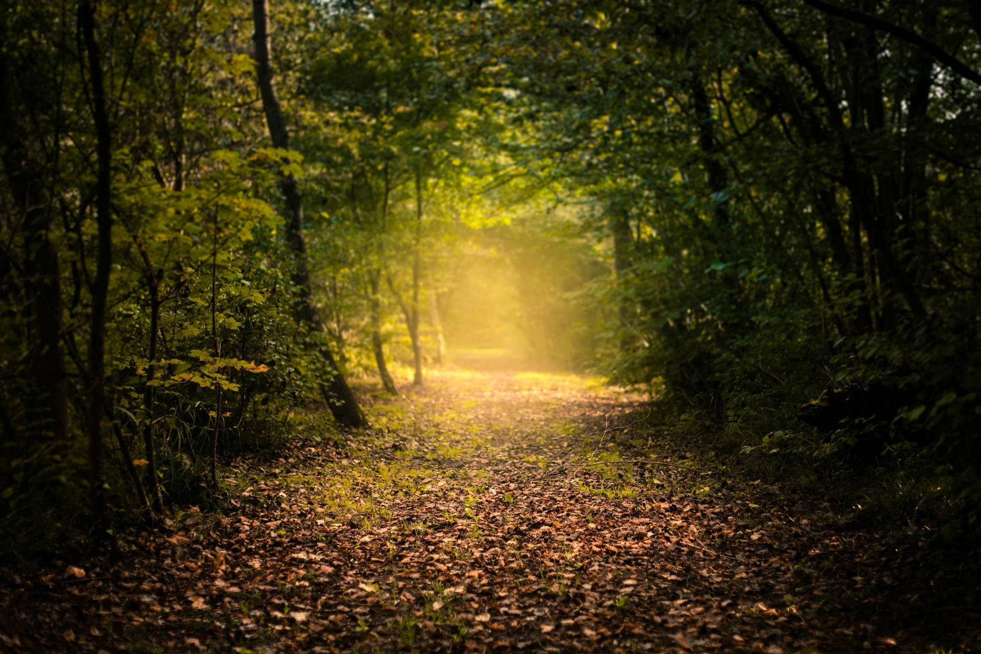 Herfstlicht tussen de bomen in het Amsterdamse Bos