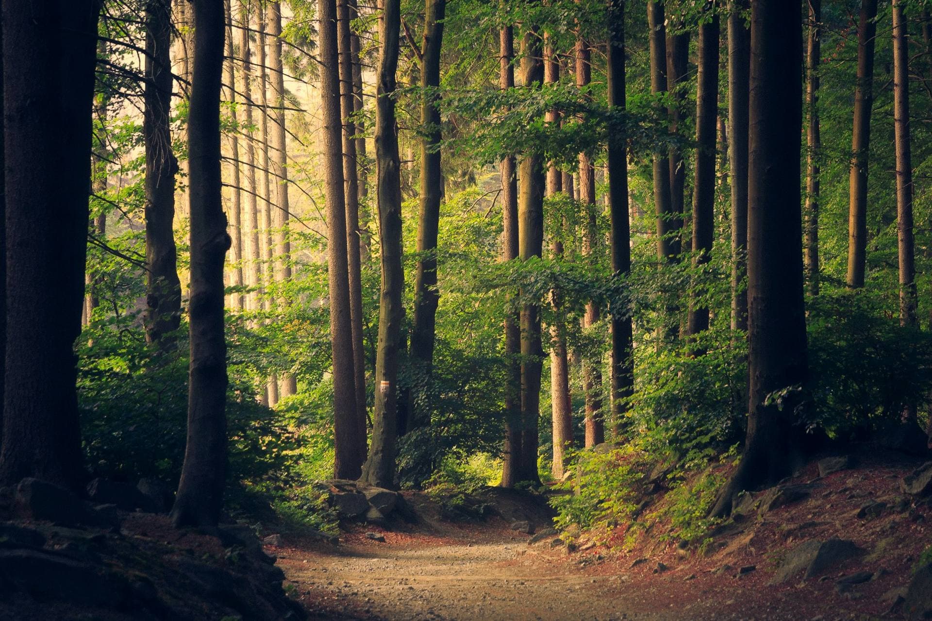 Zonlicht op een bospad in het Amsterdamse Bos